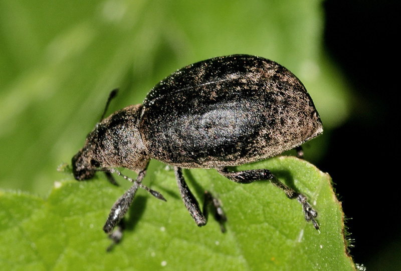 Curculionidae:  Liophloeus ophthalmicus